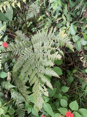 Ctenitis subglandulosa