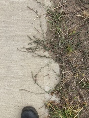 Polygonum arenastrum