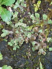 Marchantia emarginata