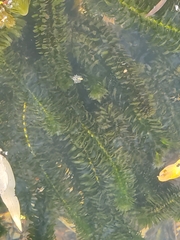 Hydrocharitaceae