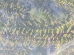 Hydrocharitaceae