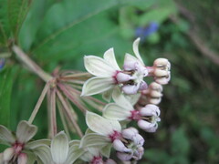 Asclepias similis