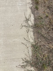 Polygonum arenastrum