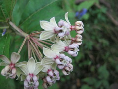 Asclepias similis