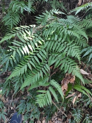 Diplazium taiwanense
