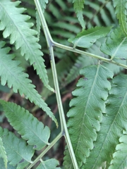 Diplazium taiwanense