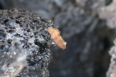 Cryptophlebia illepida