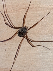 Phalangium opilio