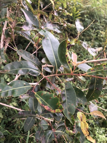 Syzygium cumini observed 2023-02-17