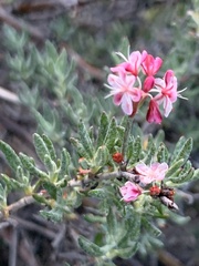 Eriogonum wrightii dentatum