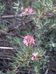 Eriogonum wrightii dentatum