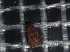 Mimaglossa nauplialis