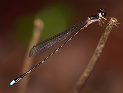 Platystictidae