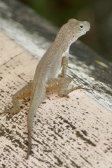 Anolis oculatus