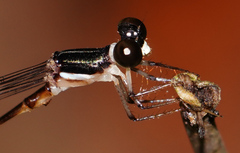Platystictidae