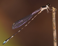 Platystictidae