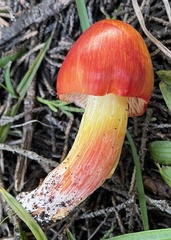 Hygrocybe laetissima
