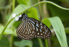 Ideopsis vulgaris