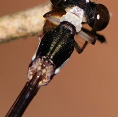 Platystictidae