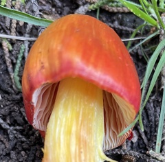 Hygrocybe laetissima