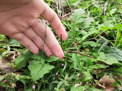 Cyanthillium cinereum