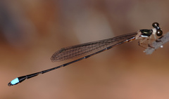 Platystictidae