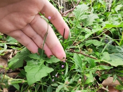 Cyanthillium cinereum