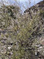 Condea