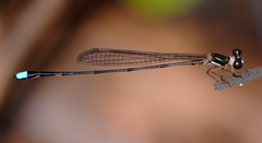 Platystictidae