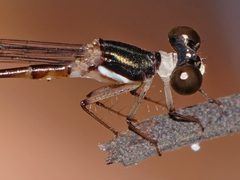 Platystictidae