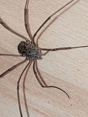 Phalangium opilio