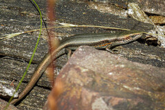 Pseudemoia entrecasteauxii