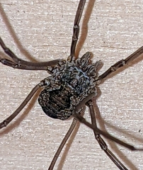 Phalangium opilio