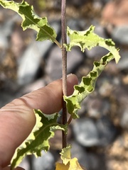 Condea