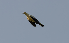 Ducula bicolor