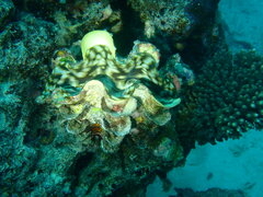 Tridacna squamosa