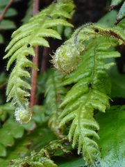 Phegopteris decursive-pinnata