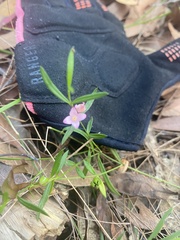 Cyanothamnus polygalifolius