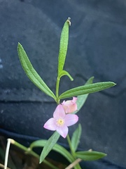 Cyanothamnus polygalifolius