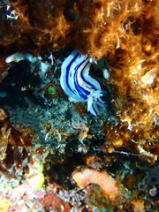 Chromodoris
