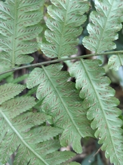 Diplazium taiwanense