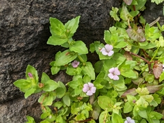 Gratiola peruviana