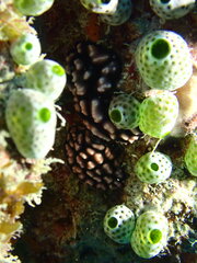 Phyllidiella pustulosa