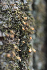 Venturiella sinensis