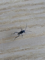 Evania appendigaster