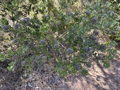 Gastrolobium bilobum