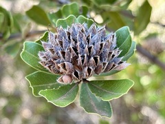 Gastrolobium bilobum