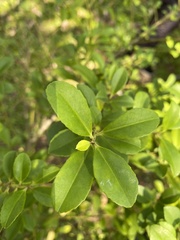 Ilex maximowicziana