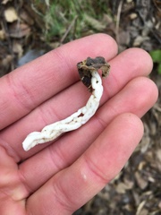 Helvella compressa