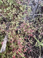 Pterostegia drymarioides